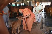 HH Swamiji at the Goshala